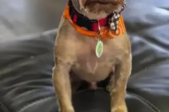 Lost and found pets Hialeah, photo: Lost Dog: Tan & Grey, Red Bowtie Collar
