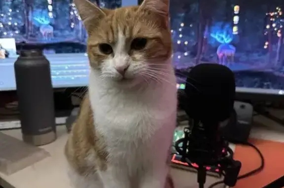 Lost Cat Toast: Eye Issue in Sydney