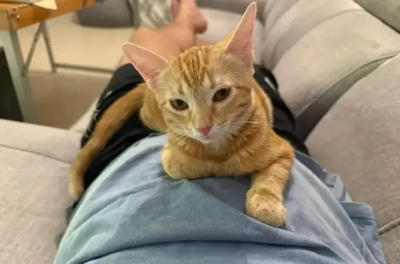 Gatos perdidos, Cordoba, foto: ¡Gata Perdida! Sociable y Juguetona en Córdoba