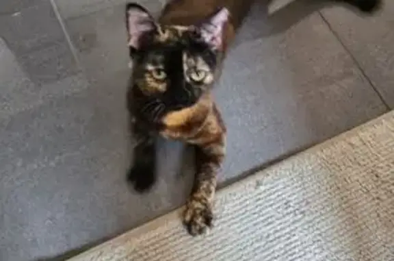 Animaux trouvés Seltz, photo: Chatte écaille sociable trouvée à Seltz