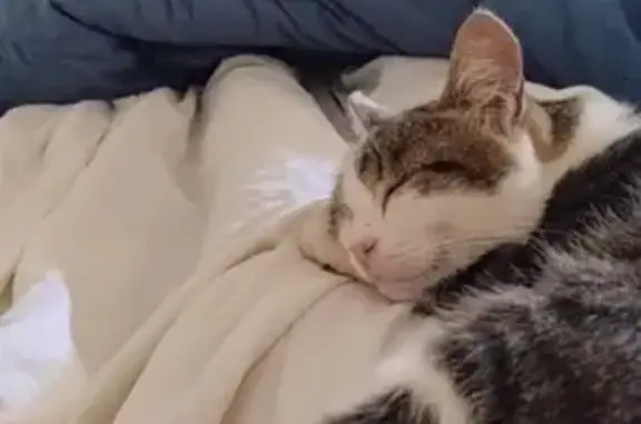 Animaux trouvés Puy-l'Évêque, photo: Chat trouvé : une patte blanche, Puy-l'Évêque