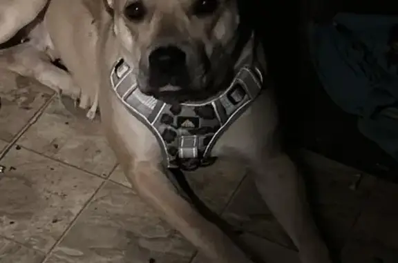 Lost Tan & White Dog: Sookie, Big Creek