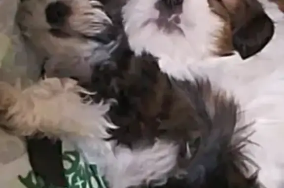 cachorro desaparecida