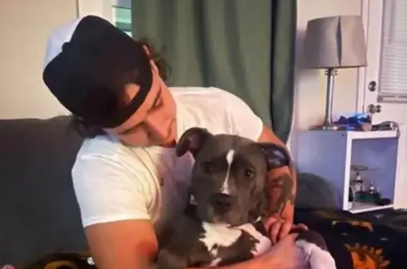 Lost Pitbull: Blue/Grey & White in 3582