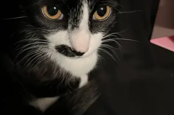 Lost Tuxedo Cat: Yellow Eyes & Mustache