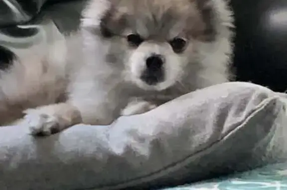 Lost Pomeranian: Friendly, Needs Meds