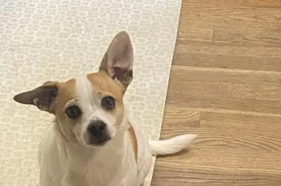 Lost Dog: White with Brown Spots, New Albany