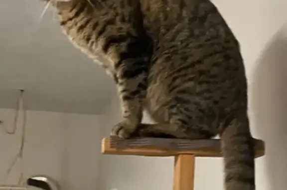 Lost Sweet Tabby: Help Find Our Cat!