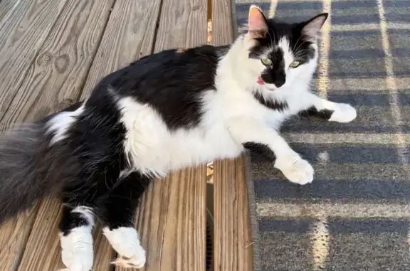 Lost pets Kansas City, photo: Friendly Black & White Cat Missing - KC