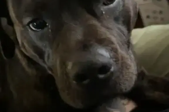 Sweet, Shy Dog Lost on Holdrege St, Lincoln