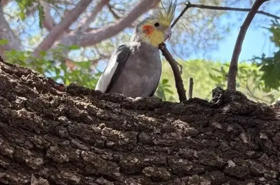 Animaux trouvés La Garde, photo: Calopsitte jaune et grise trouvée à La Garde