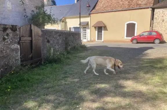 Chien trouvé , photo: Chien sable trouvé avec collier noir