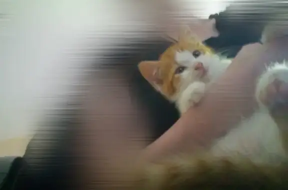 Chaton roux et blanc perdu à Dunkerque - photo