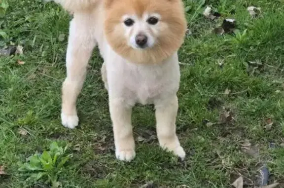 Missing Service Dog: Black Pickup Sighted