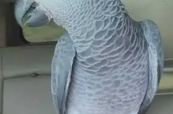 Lost African Grey Parrot in Newcastle, OH