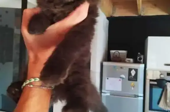 Animaux perdus Neuville-en-Ferrain, photo: Chat perdu Neko, gentil mais craintif