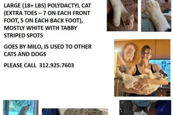Lost Polydactyl Cat: 7-Toed, 18+lbs, Tinley Park