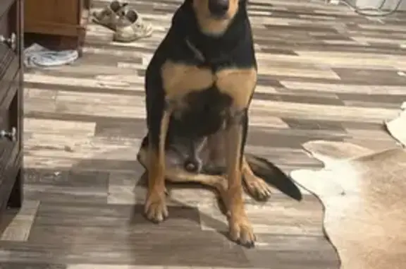 Missing dog Olney, photo: Lost Black Kelpie on East Elm St, Olney