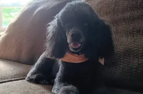 Lost Black Toy Poodle: Needs Her Pups!