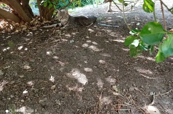 Chat(te) grise maigre trouvée à Marseille - photo