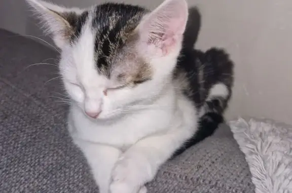 Chaton 4 mois perdu, oreilles blanches, Poitiers - photo