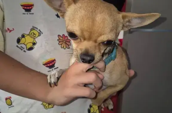Chien trouvé , photo: Chihuahua marron trouvé à Montélier