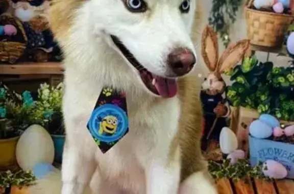 cachorro desaparecida