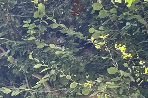 Animaux trouvés , photo: Chat roux pâle coincé en arbre à Cherbourg