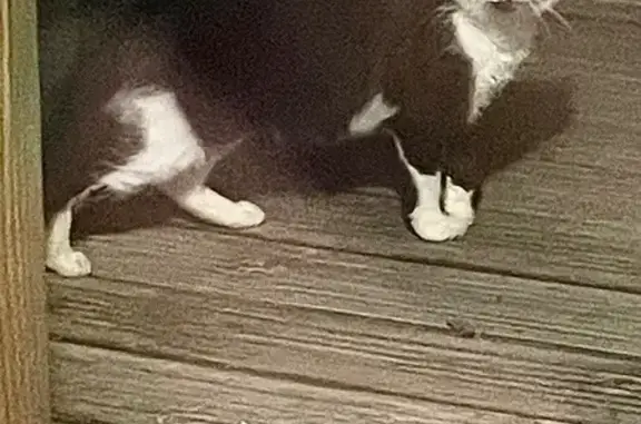 Chat trouvé , photo: Chat noir et blanc nocturne à Bercloux