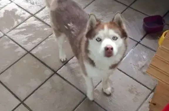cachorro desaparecida