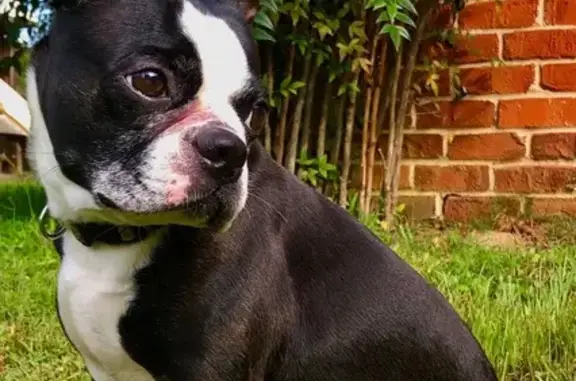Lost Boston Terrier in Lakeland, TN