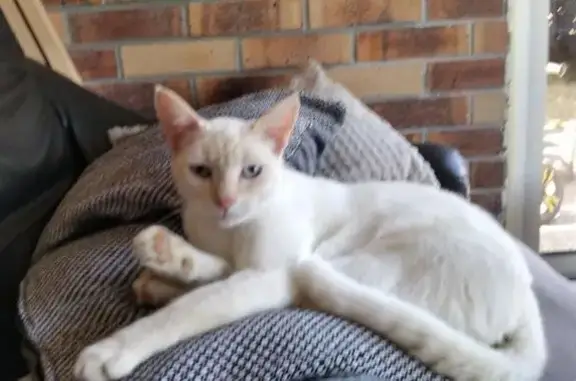 Chat blanc perdu, yeux bleus, Regnéville - photo
