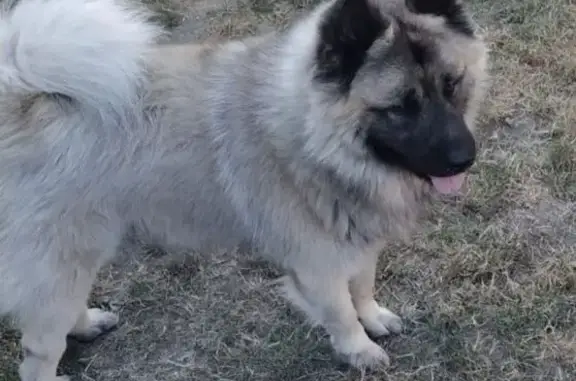 Chien perdu, harnais noir, craintif, Sainte-Foy - photo