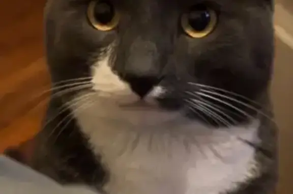 Lost Scared Cat on Richfield St, Boston