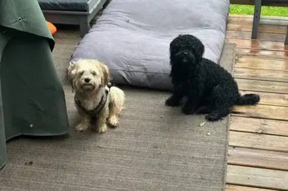 Found dog Prior Lake, photo: Found Dog Safe on Cedarwood St NE