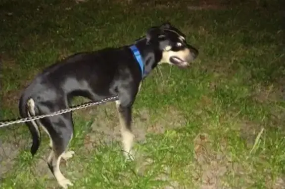 Found pets Jacksonville, photo: Found Energetic Dog Near Palmdale & Restlawn