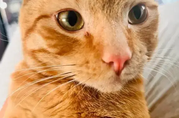 Lost Chunky Cat: Black Nose Spots