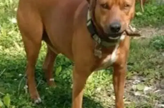 Lost Reddish-Brown Dog in Corbin, KY