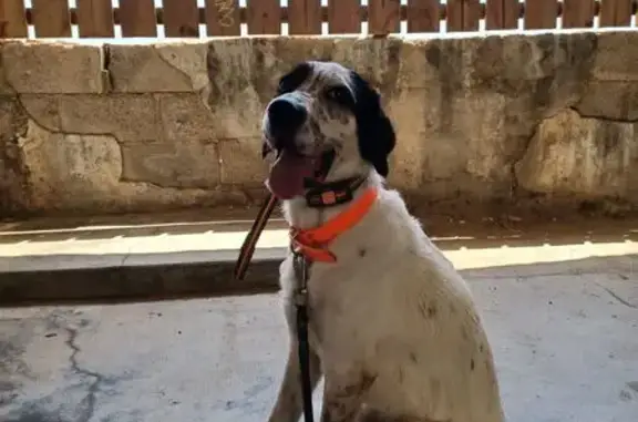 Chien perdu, mâle craintif, Sarrola-Carcopino - photo