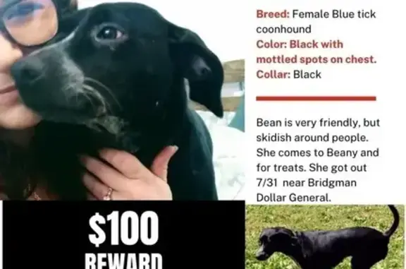 Lost: Black Dog with White Mottled Spots