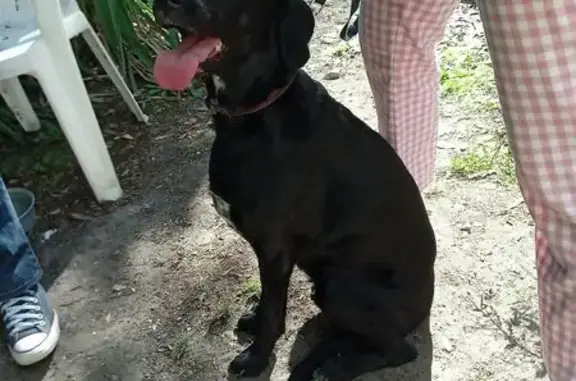 Chienne noire docile trouvée à Agon-Coutainville - photo