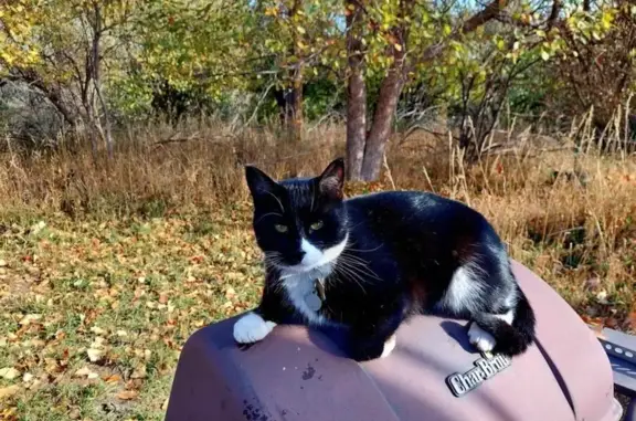 Help Find Marvelous Marvin: Lost Cat
