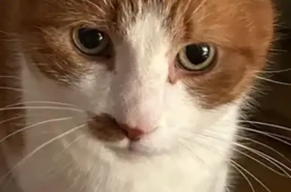 ¡Gato Perdido! Mancha en Nariz, Asustadizo