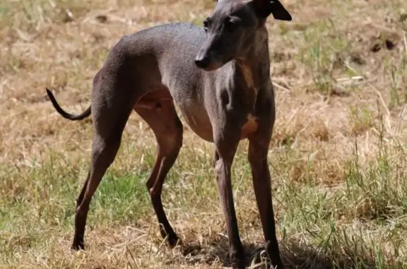 Chien perdu 13 ans noir/gris à Saint-Ciers - photo
