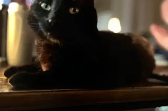 Lost Black Cat: Linden Court, Flint