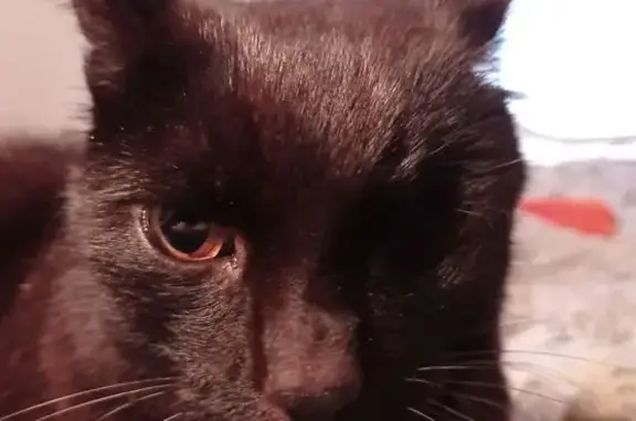 Chat noir perdu, stérilisé, tatoué, craintif - photo
