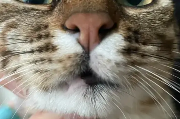 Animaux perdus Lille, photo: Chatte perdue à Lille Fives - Kestané