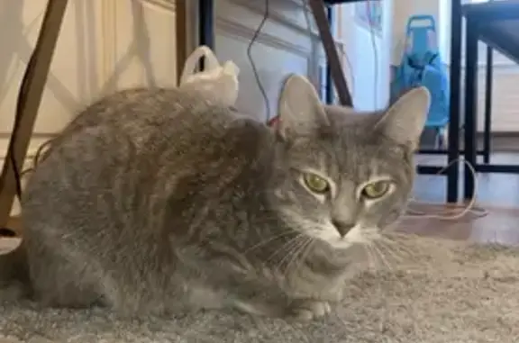 Chat perdu, Le Mans, photo: Chatte grise 3 ans perdue, secteur Gare Le Mans