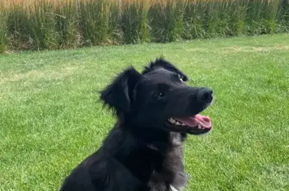 Lost and found pets Meridian, photo: Found: Energetic Young Black Border Collie