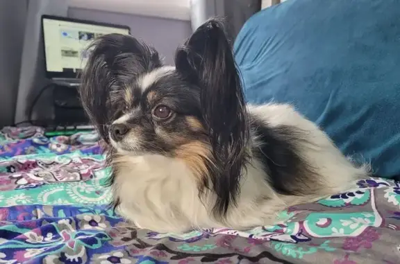 Lost Papillon: Black & White, Pink Collar
